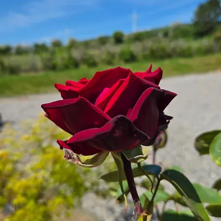 The 펜션 에니스코티